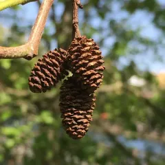 Red Alder thumbnail 1