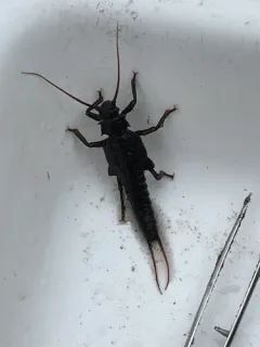 Midwestern Salmonfly thumbnail 3