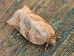 Parallel-banded Leafroller Moth thumbnail 2