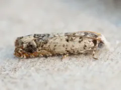 Ornate Eucosma thumbnail 2