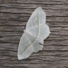 Pale Beauty thumbnail 5