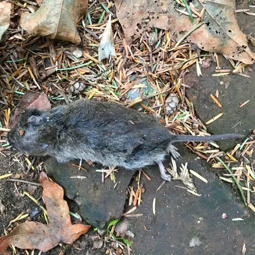 Townsend's Vole