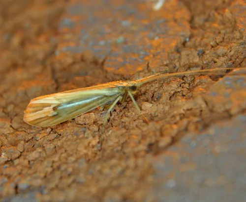 Silver-striped Northern Caddisfly