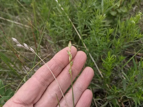 whitescale sedge