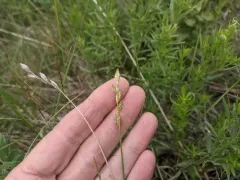 whitescale sedge thumbnail 1