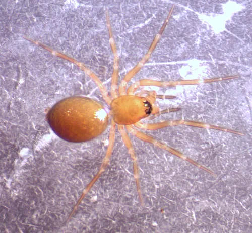 Autumn Money Spider