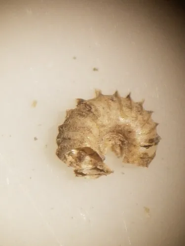 Nautilus Ram's-horn