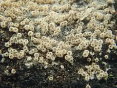 Nectriopsis oropensoides thumbnail 2