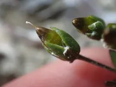 Low Sandwort thumbnail 2