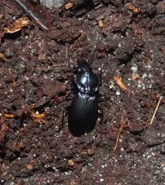 Pterostichus stygicus thumbnail 2