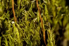 Broadnerved humpmoss thumbnail 2