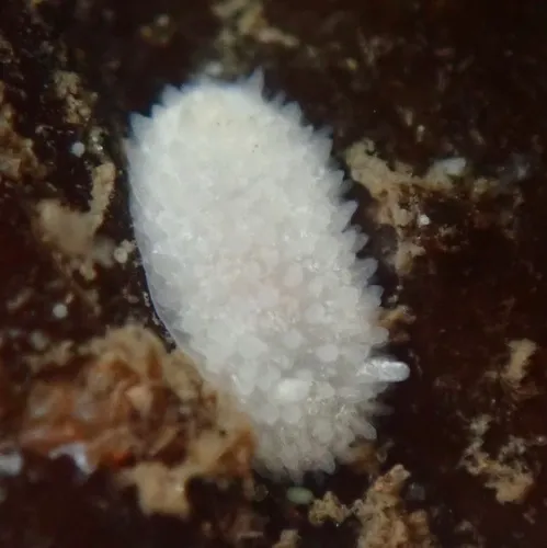 Ridge-tailed Dorid
