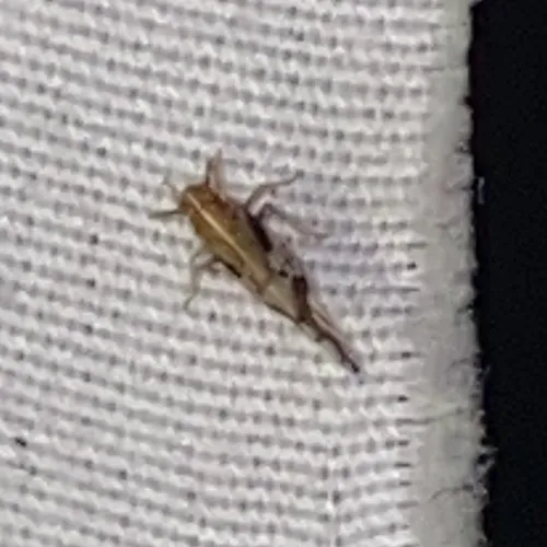 Ornate Planthopper
