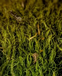 Broom-moss thumbnail 3