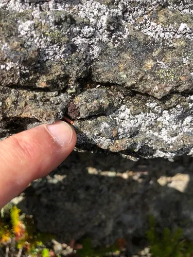 Greater Rockbud Lichen