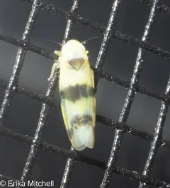 Empoa latifasciata thumbnail 3