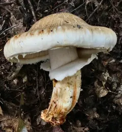 American matsutake thumbnail 3