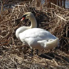 Mute Swan thumbnail 3