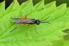 Dock Sawfly thumbnail 3