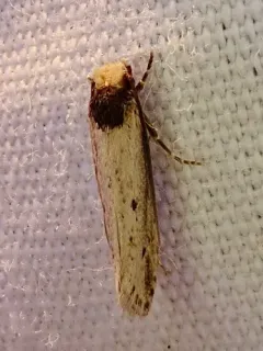 Dark-collared Tinea Moth thumbnail 3