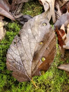 Hackberry Disc Gall Psyllid thumbnail 3