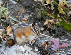 Red-tailed Chipmunk thumbnail 3