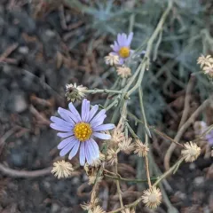 thread-leaf fleabane thumbnail 1