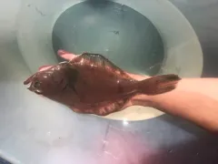 Flathead Sole thumbnail 2