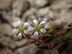 Elegant Stitchwort thumbnail 4