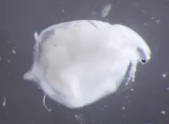 Simocephalus serrulatus thumbnail 2