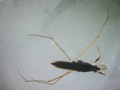 Gerris insperatus thumbnail 2