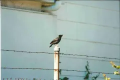 Crested Myna thumbnail 3