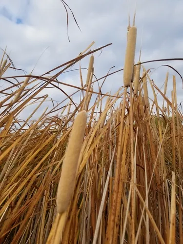 southern cattail