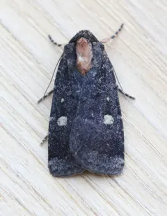 Abagrotis mirabilis thumbnail 4
