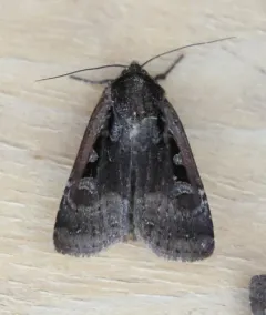 Parabagrotis exsertistigma thumbnail 3