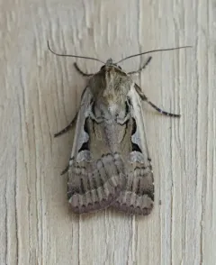 Parabagrotis formalis thumbnail 3