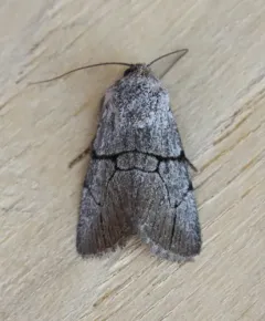 Sympistis semicollaris thumbnail 3