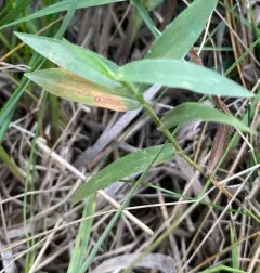 Heller's Rosette Grass thumbnail 3