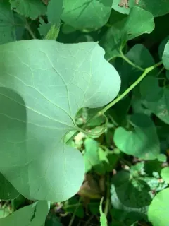 Birthwort thumbnail 2