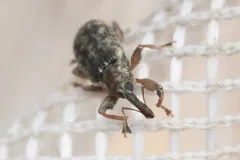 Dorytomus leucophyllus thumbnail 3