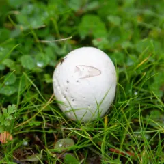Lead-grey Puffball thumbnail 2