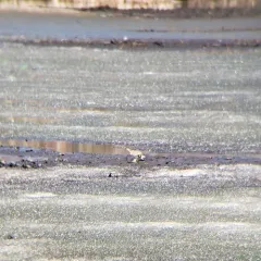 Killdeer thumbnail 4