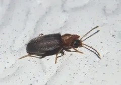 Mouse-winged Anthicid thumbnail 2