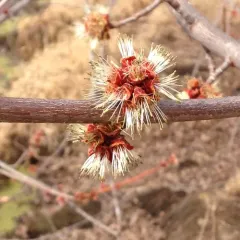silver maple thumbnail 2