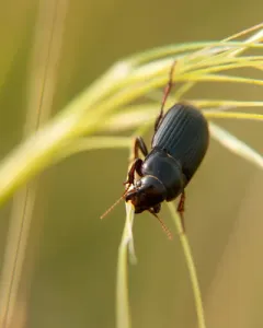 Euryderus grossus thumbnail 3