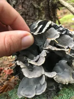 Polyozellus mariae thumbnail 2