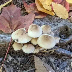 clustered bonnet thumbnail 3