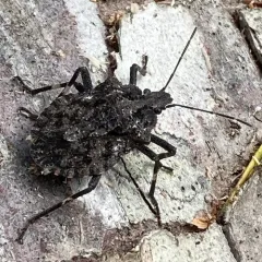 Brochymena affinis thumbnail 1