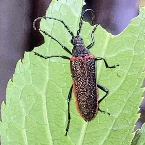 Golden-winged Elderberry Borer