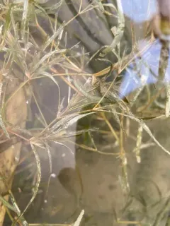 Fries' Pondweed thumbnail 2